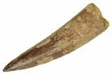 Fossil Spinosaurus Tooth - Restored Tip #257512-1